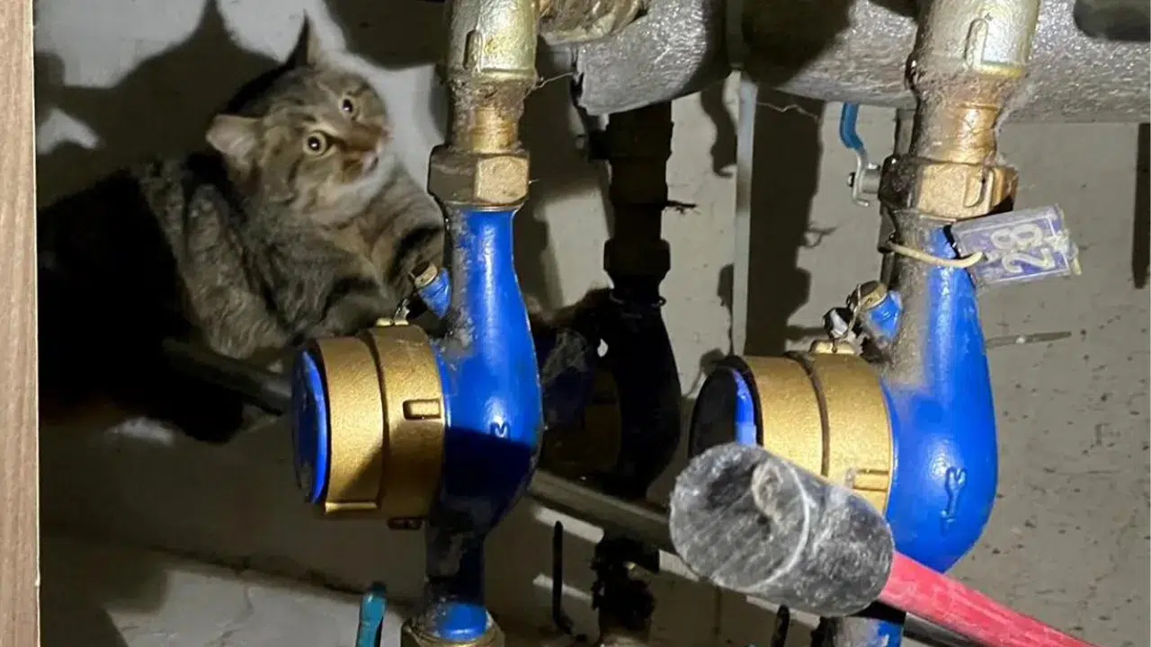 Alanya'da havalandırma boşluğuna sıkışan kedi belediye ekiplerince çıkarıldı
