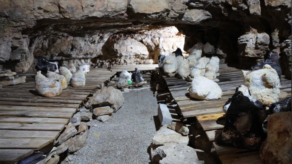 Konya'da mağaralarda olgunlaşan 10 ton tulum peyniri çıkarıldı