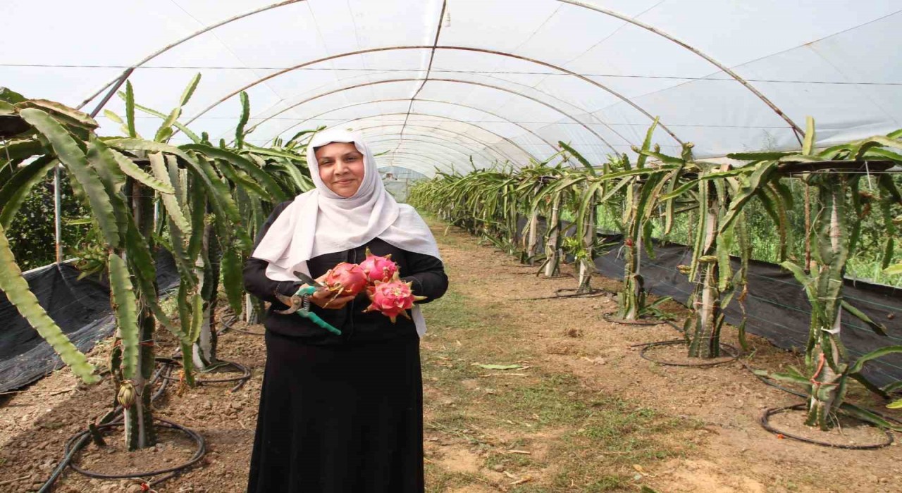 Samsun Çarşamba'da ejder meyvesi hasadı başladı