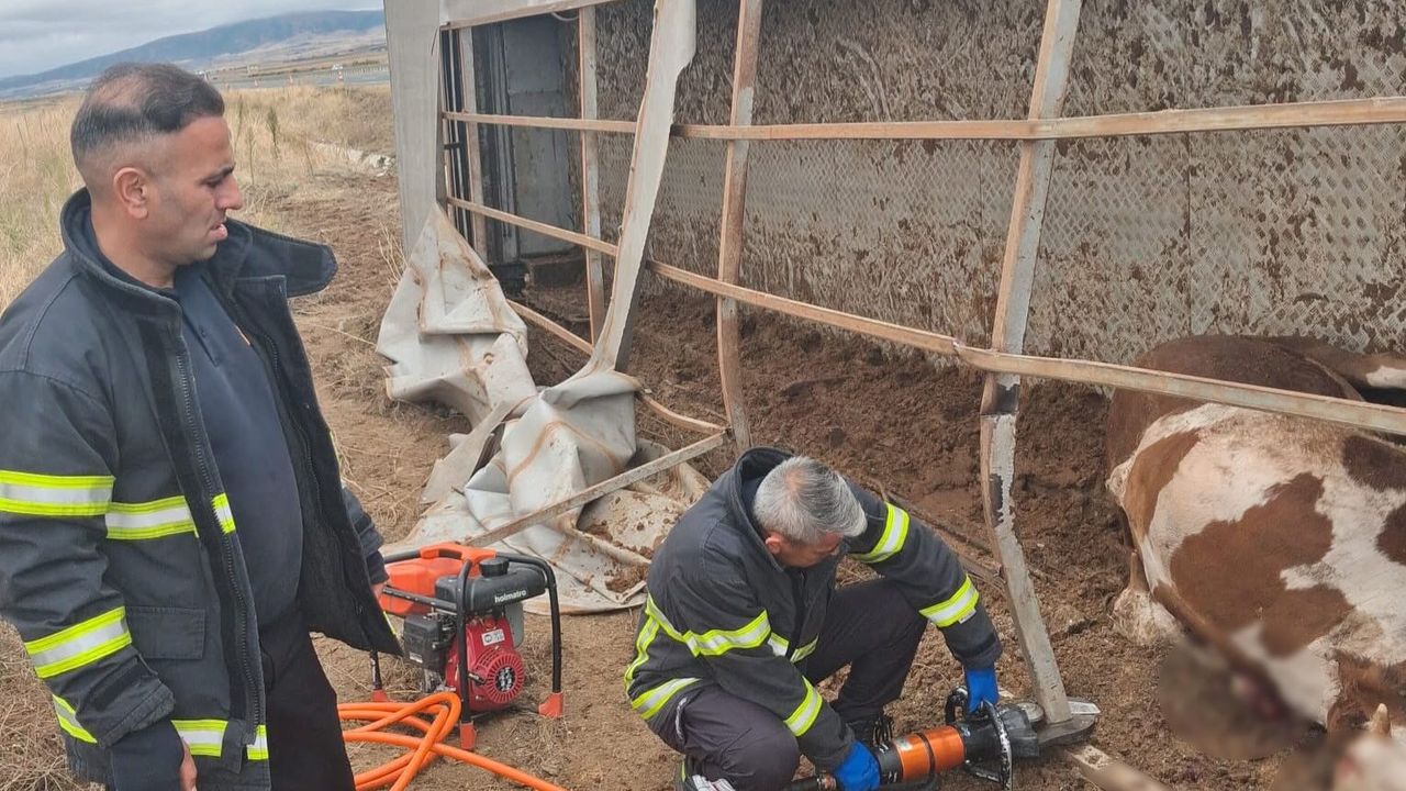 Aksaray'da büyükbaş hayvan yüklü tır şarampole devrildi: 6 hayvan telef oldu