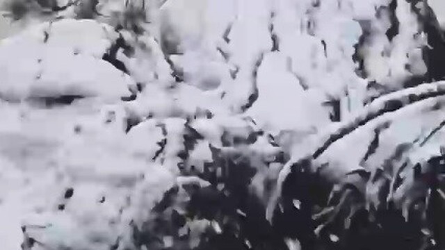 Muğla Kavaklıdere'nin yüksek kesimlerine sezonun ilk karı yağdı