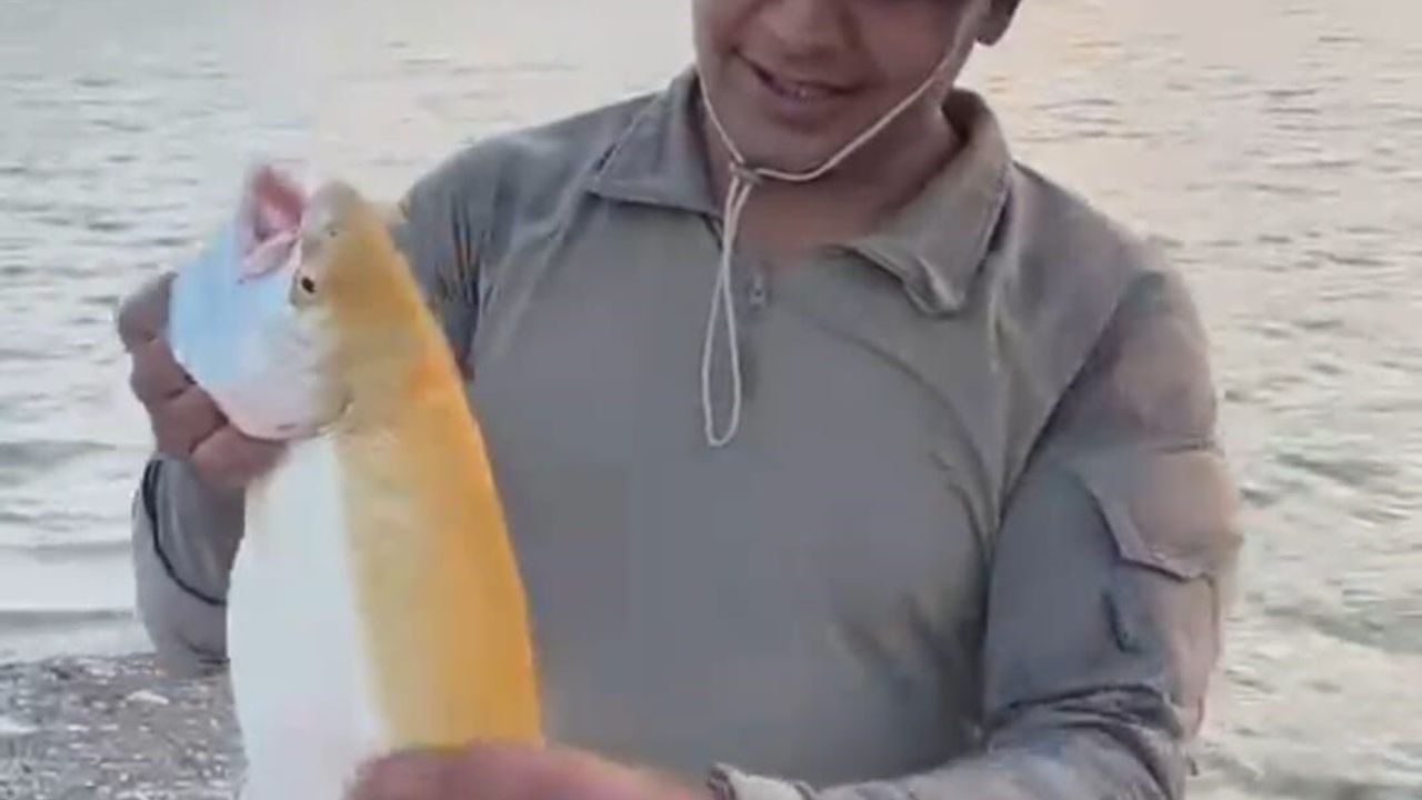 Keban Baraj Gölü'nde nadir görülen sarı albino alabalık yakalandı