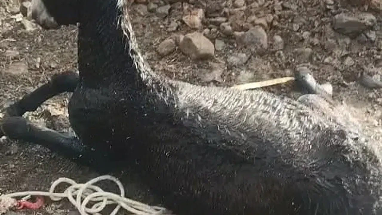 Elazığ'da çukura düşen eşek itfaiye ekiplerince kurtarıldı