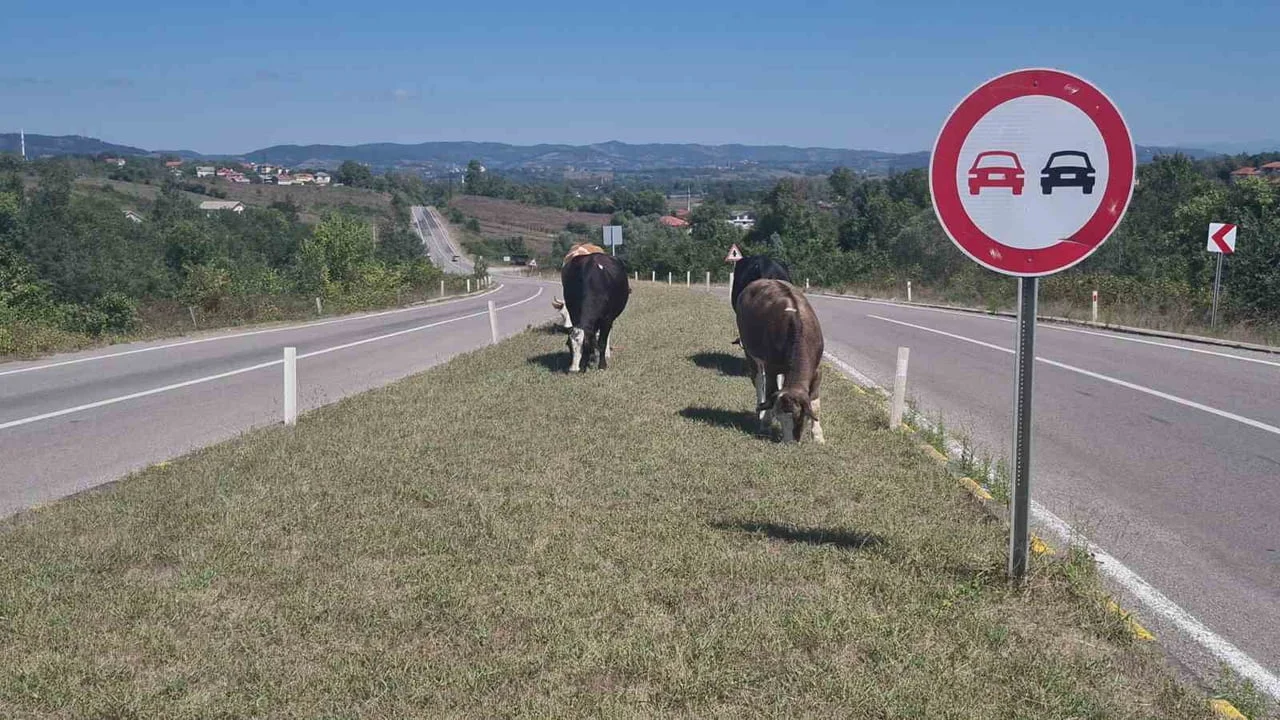 Zonguldak'ta kara yoluna çıkan başıboş hayvanlar trafik riski oluşturuyor