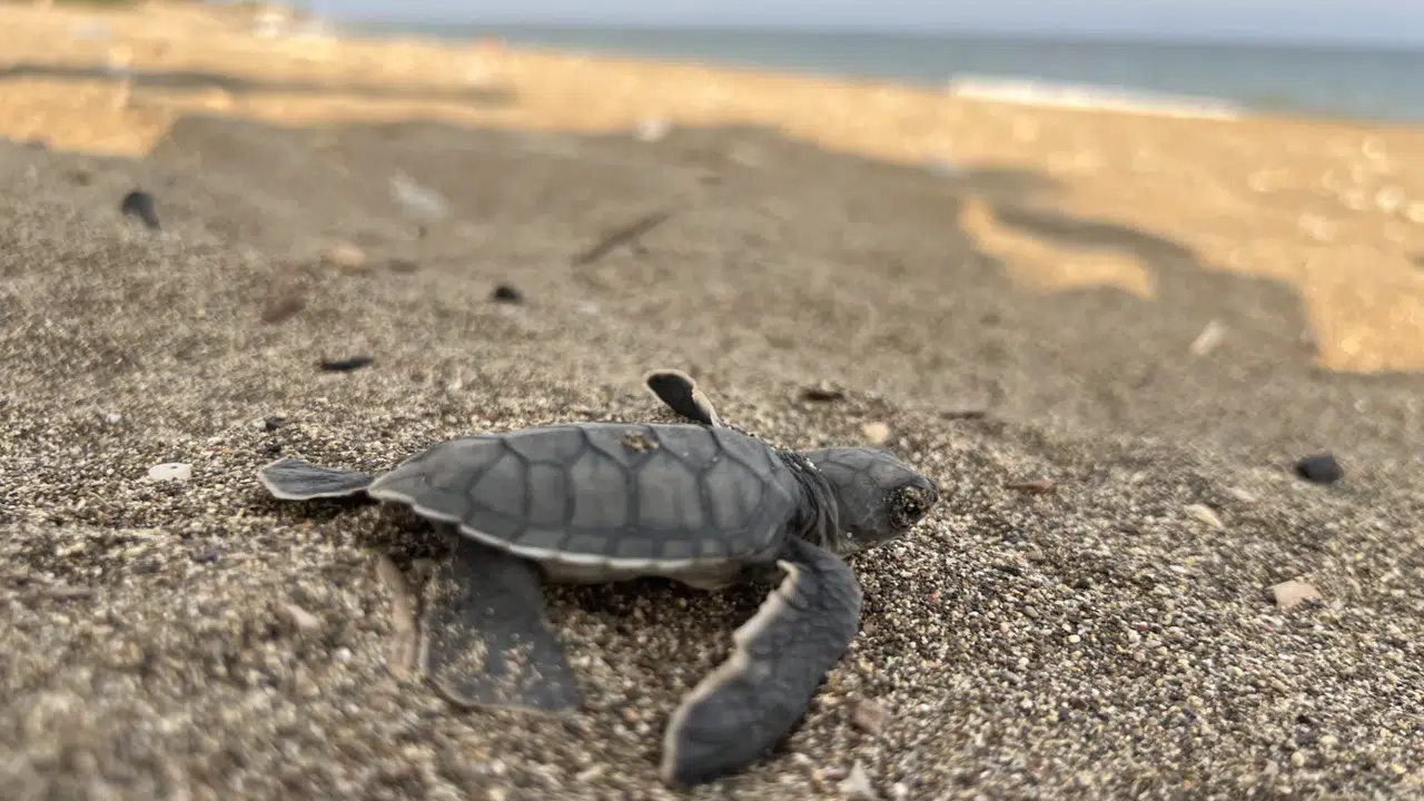 Mersin'de yaklaşık 100 bin deniz kaplumbağası yavrusu denizle buluştu