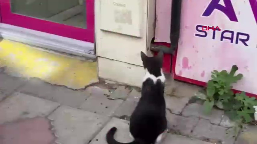 Çorlu'da doğalgaz kutusuna giren yılan ekiplerce yakalandı