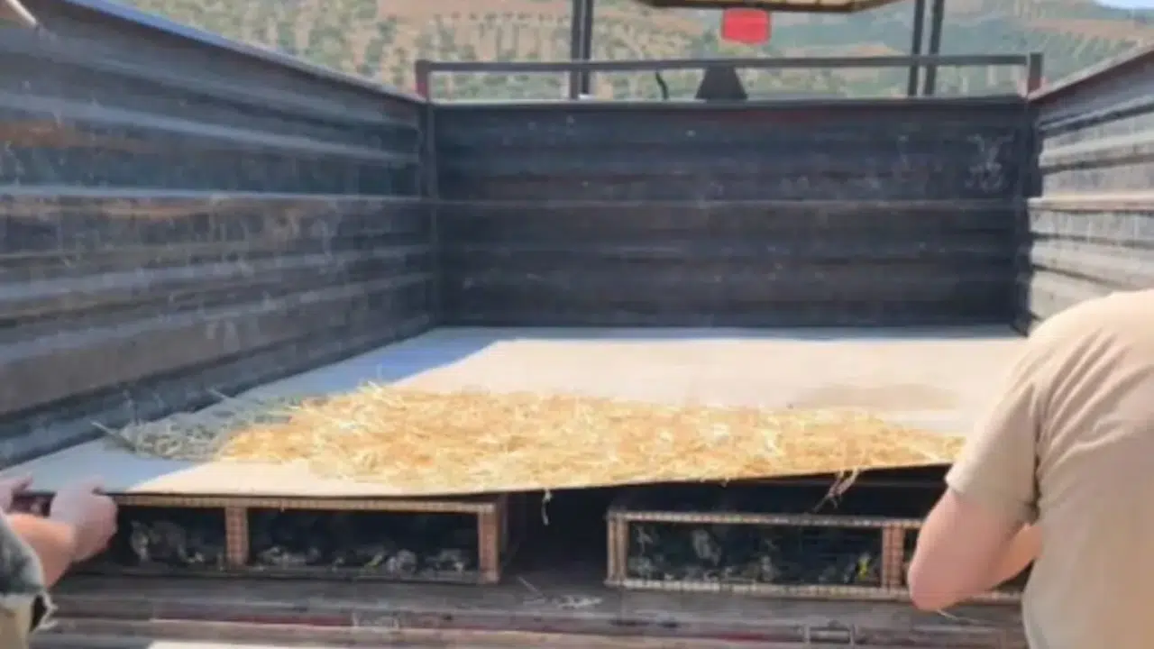 Hatay'da traktör römorkunda 2 bin 114 saka kuşu ele geçirildi