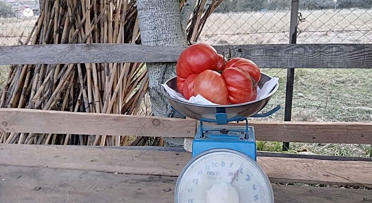 Osmaniye'de ata tohumundan yetiştirilen domates 2 kilogram geldi
