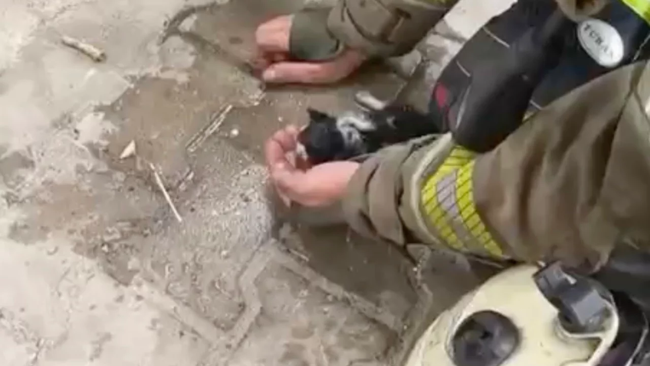Bursa'da yangında mahsur kalan yavru kedi itfaiyenin müdahalesiyle kurtarıldı