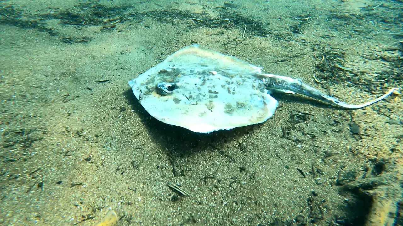 Antalya Çıralı'da su altında çok sayıda ölü balık bulundu