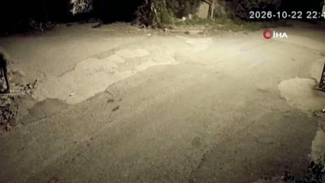 Hatay'da bir ailenin 2 yıldır baktığı köpek motosikletli hırsızlarca çalındı