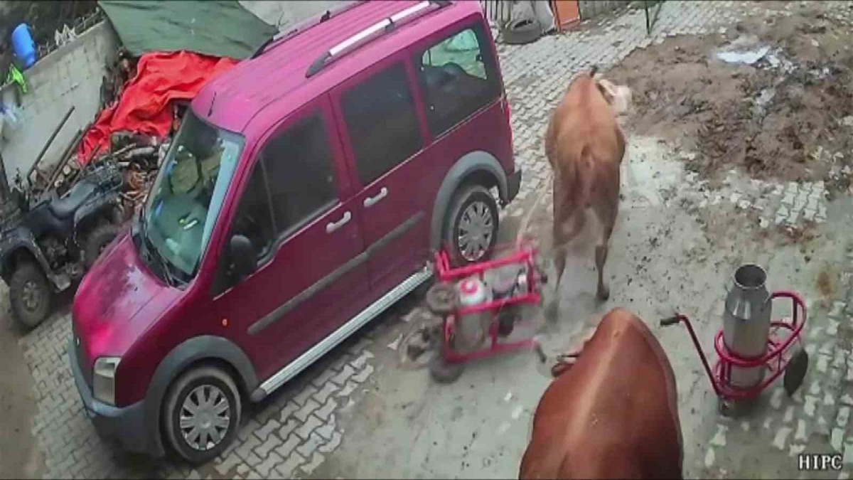 Amasya'da boğa komşu ahıra girerek süt sağım makinesini sürükledi