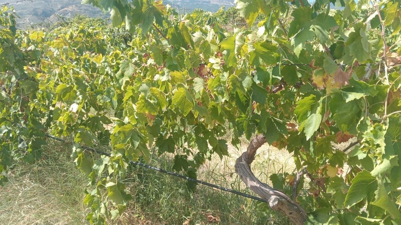 Buldan'da 2 ton üzüm çalan şüpheliler yakalandı