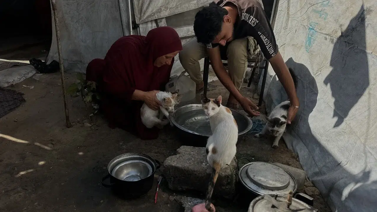 Gazze'deki çadır kentte bir Filistinli, kısıtlı imkanlarıyla sokak kedilerini besliyor