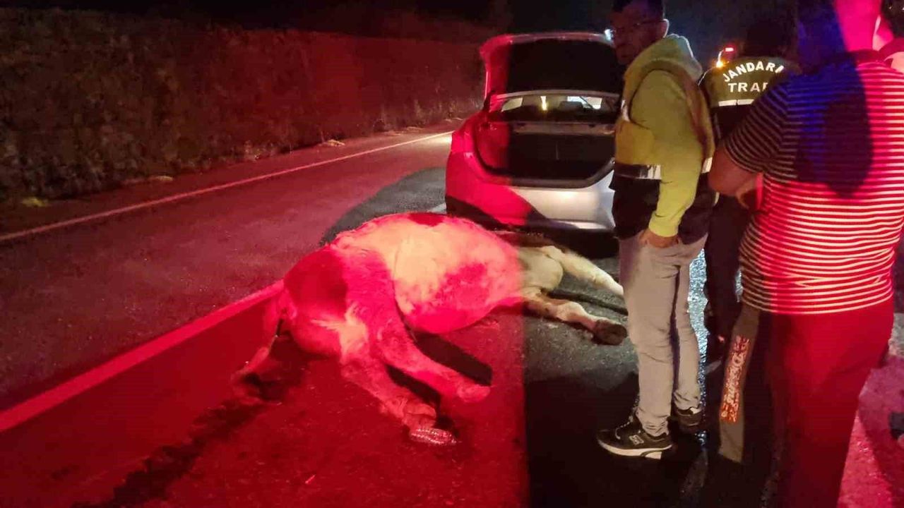 Bartın'da otomobilin büyükbaş hayvana çarpması sonucu bir kişi yaralandı