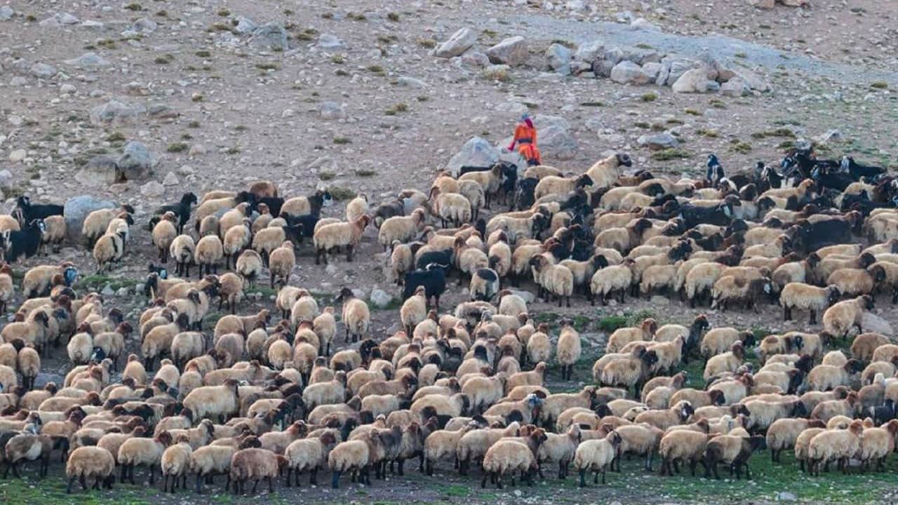 Tunceli'de yabani hayvandan ürken koyun sürüsünde 40 hayvan telef oldu