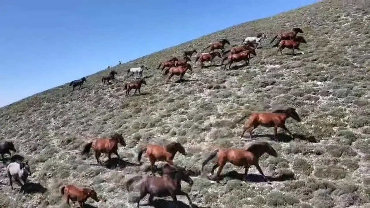 Amasya Akdağ'daki yılkı atları dronla görüntülendi