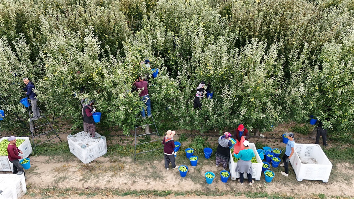 Karaman'da 700 bin ton elma rekoltesi için hasat dönemi başladı