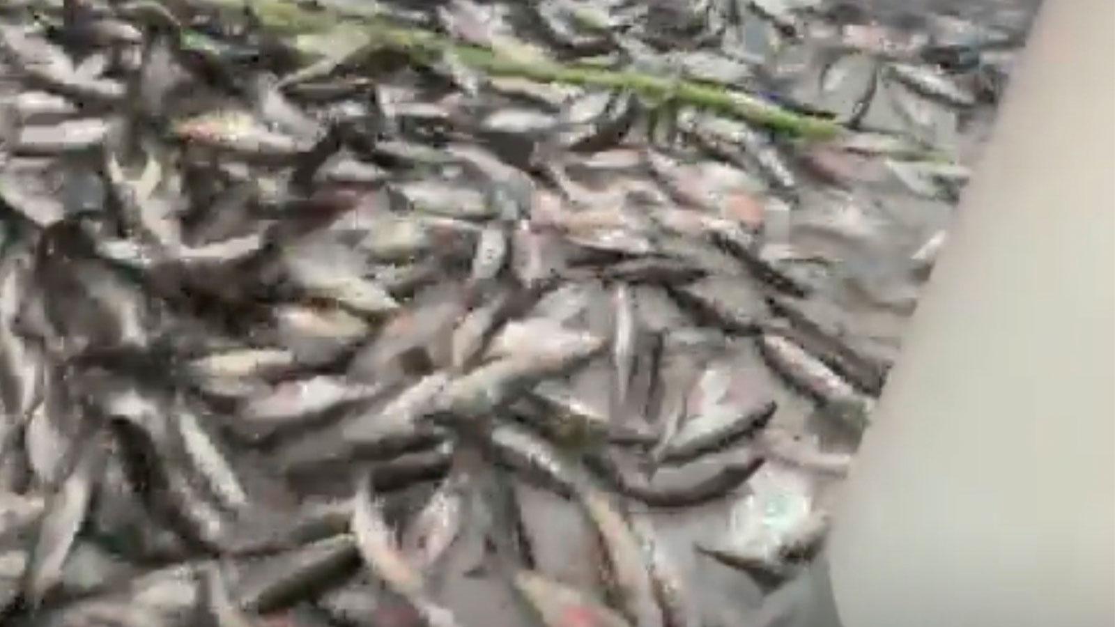 Arnavutköy'de çayırlık alana bozuk balık döken şahsa 40 bin lira ceza