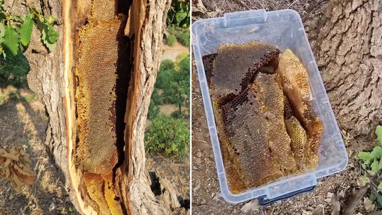 Elazığ'da yaşlı bir ağaç gövdesinden kilolarca doğal bal çıktı