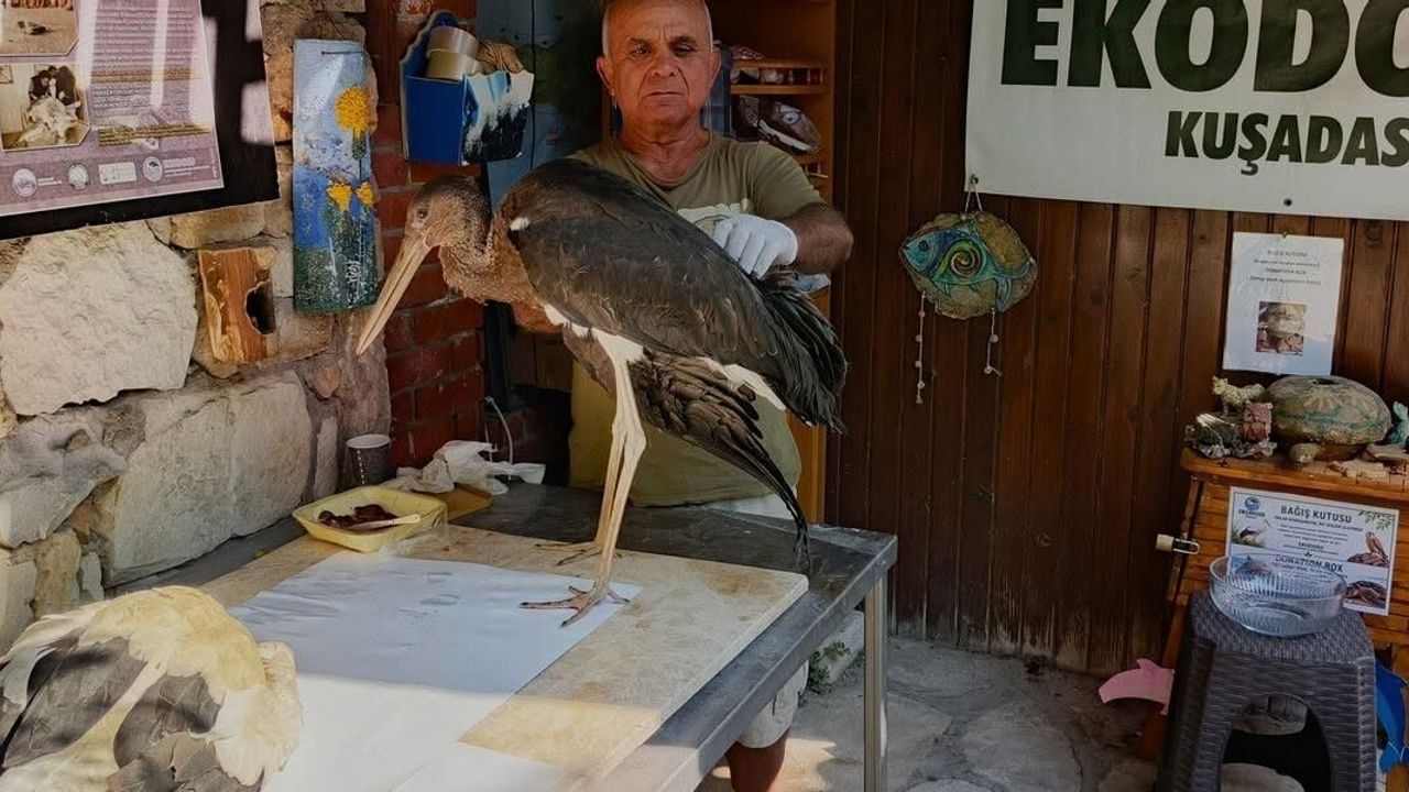 Kuşadası'nda yaralı ak leylek yavrusu ve karaleylek bulundu
