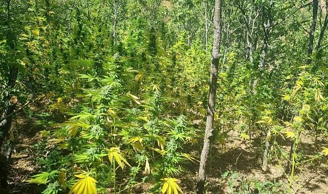 Bingöl'de geniş kapsamlı operasyon: Binlerce kök kenevir ve esrar bulundu