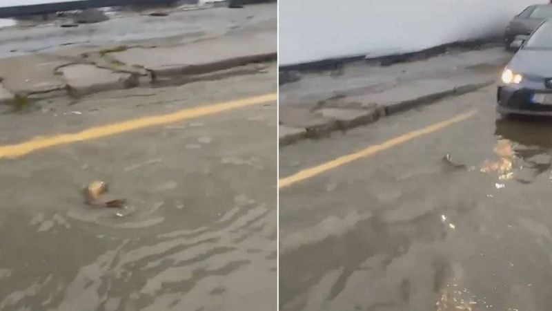 İstanbul Göktürk'te sürücü sel sularındaki balığa yol verdi