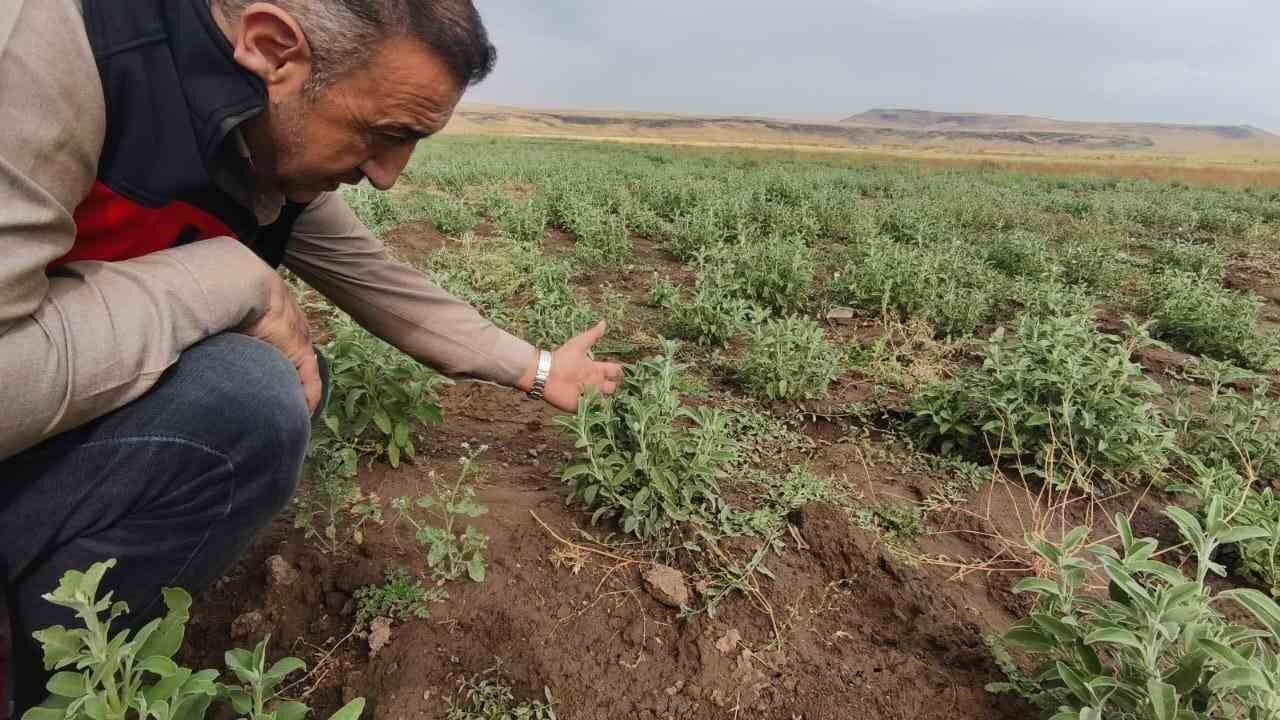 Patnos'ta 30 dönümlük arazide ada çayı yetiştiriciliğinde ilk hasat yaklaşıyor