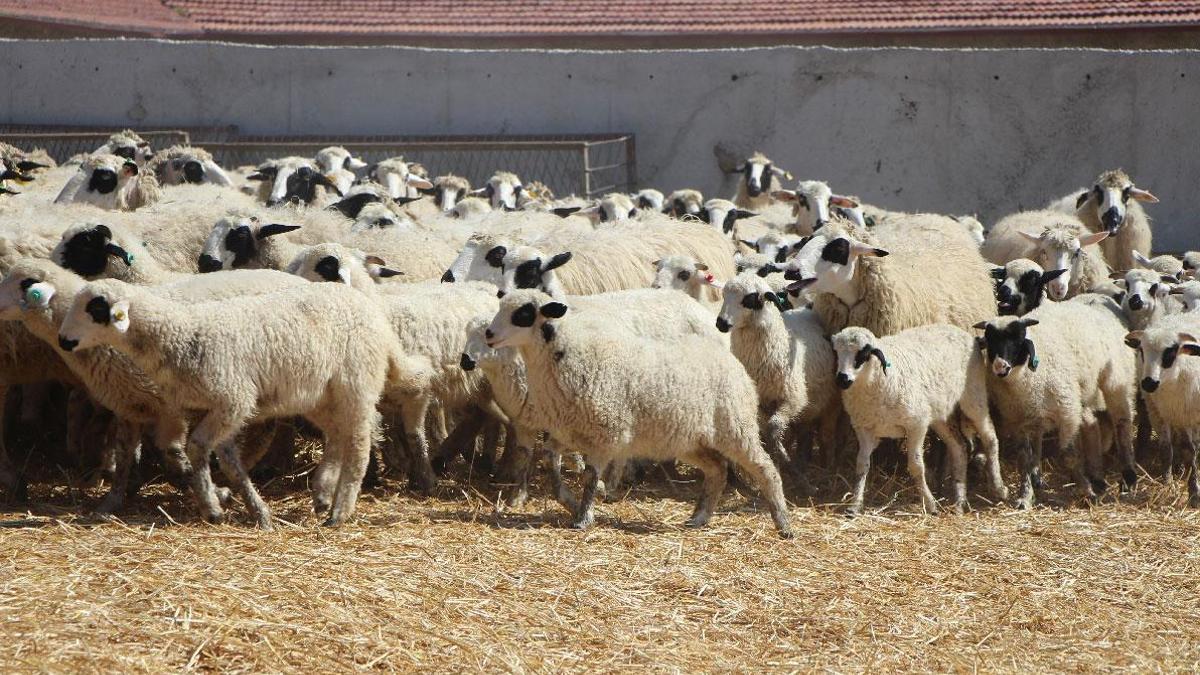 TİGEM 675 baş reforme küçükbaş hayvanı satışa çıkarıyor