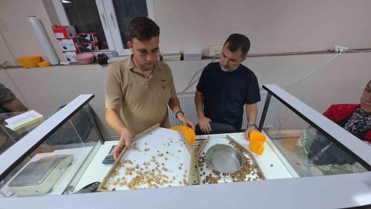 TMO Düzce'de 2026/27 sezonu fındık alımlarına başladı
