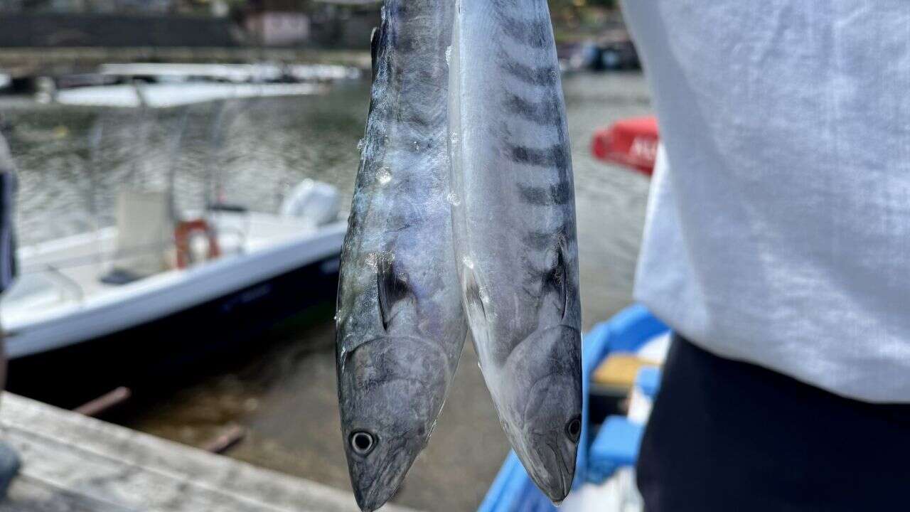 Giresun'da palamut avı sezonu başladı, bol ve ucuz balık bekleniyor