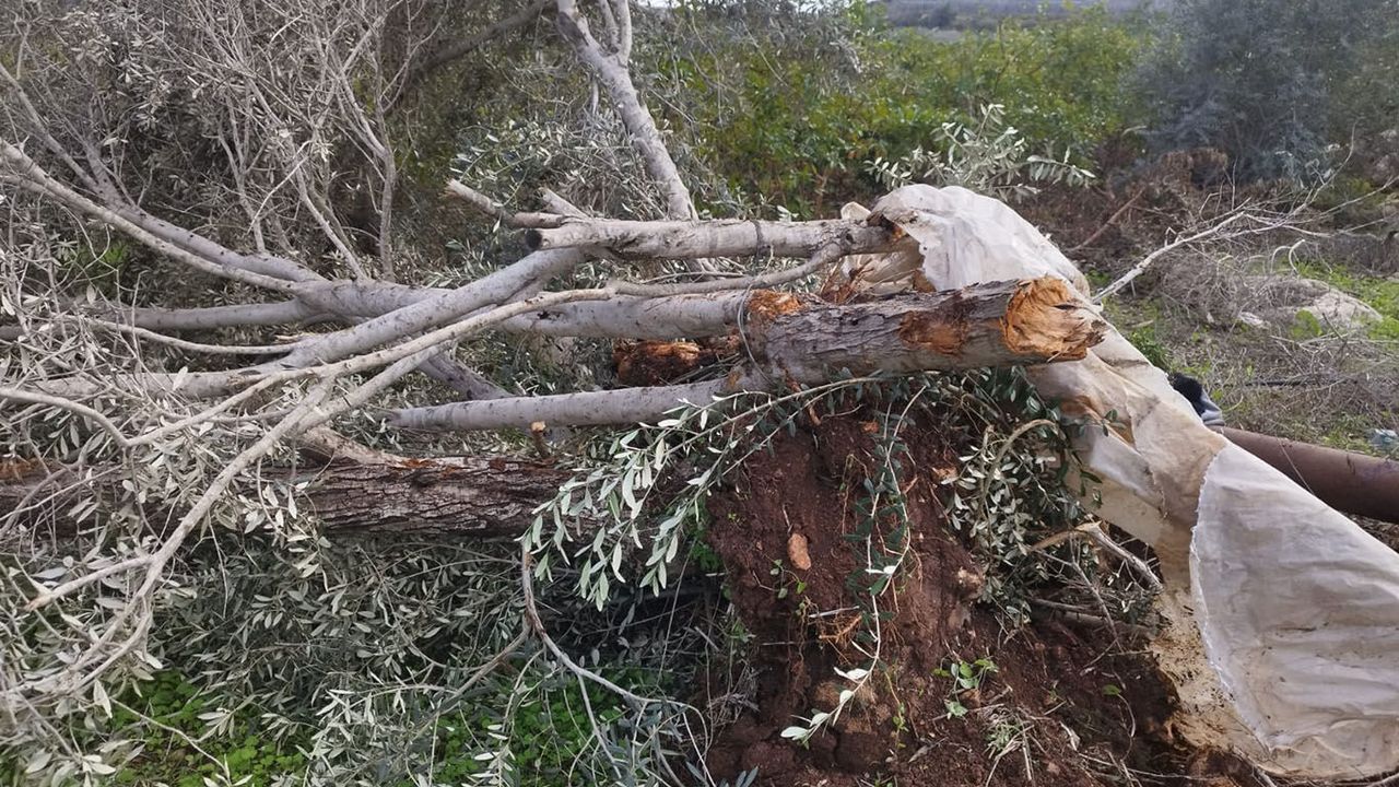 Batı Şeria'da zeytin hasadı saldırılar ve kısıtlamalar altında başladı