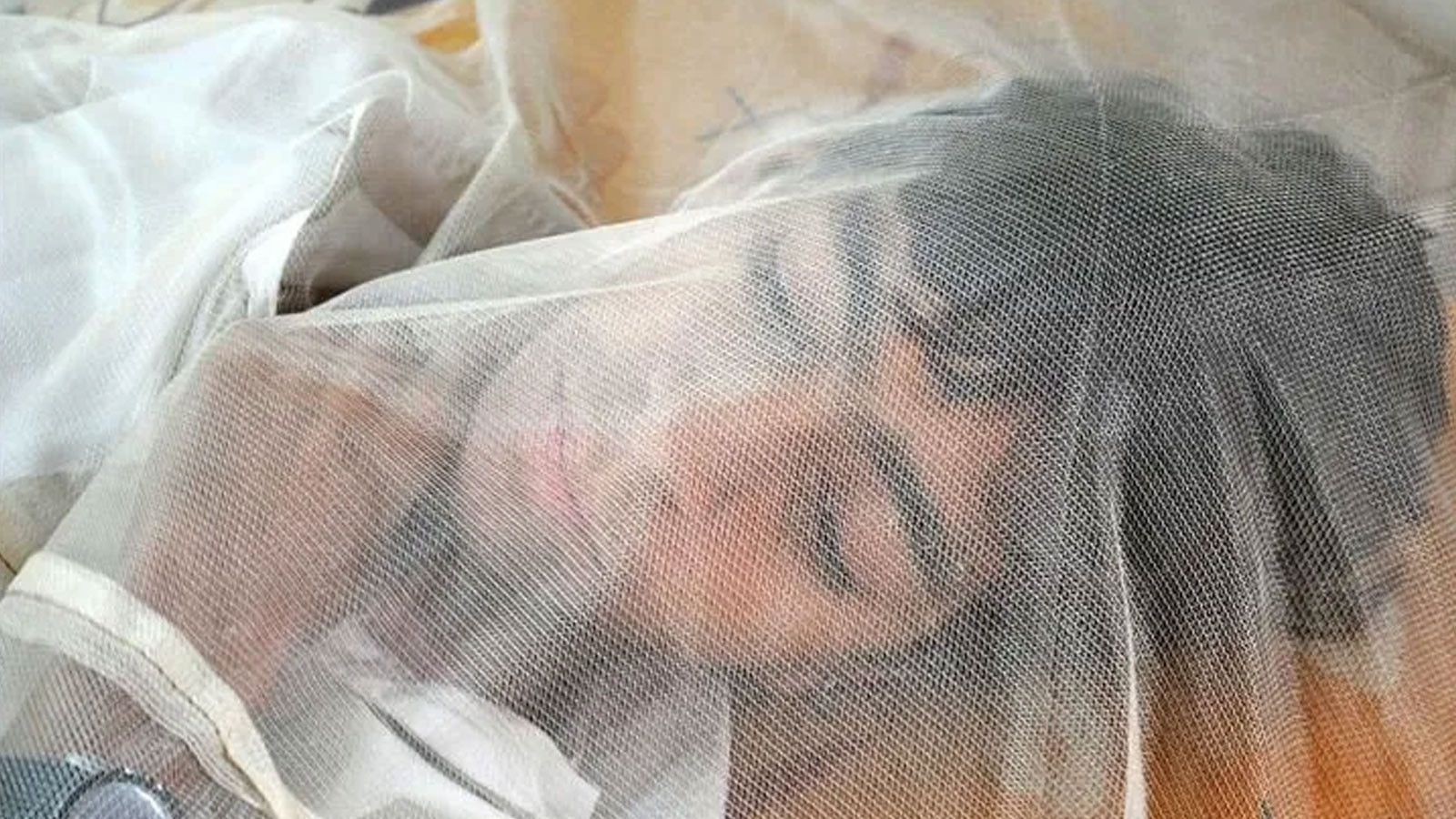 Belçika'da hayvanlarda görülen Batı Nil virüsü için sağlık alarmı verildi