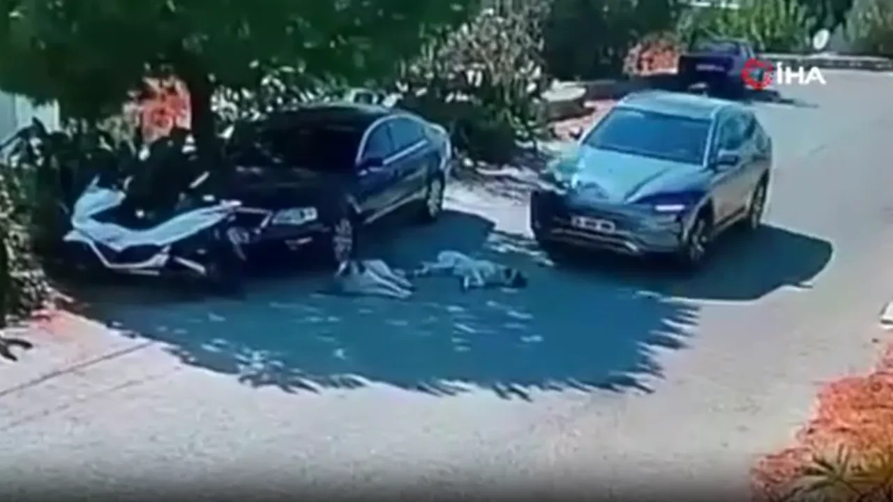 Bodrum'da iki köpeğin üzerinden geçen sürücünün kimliği tespit edildi