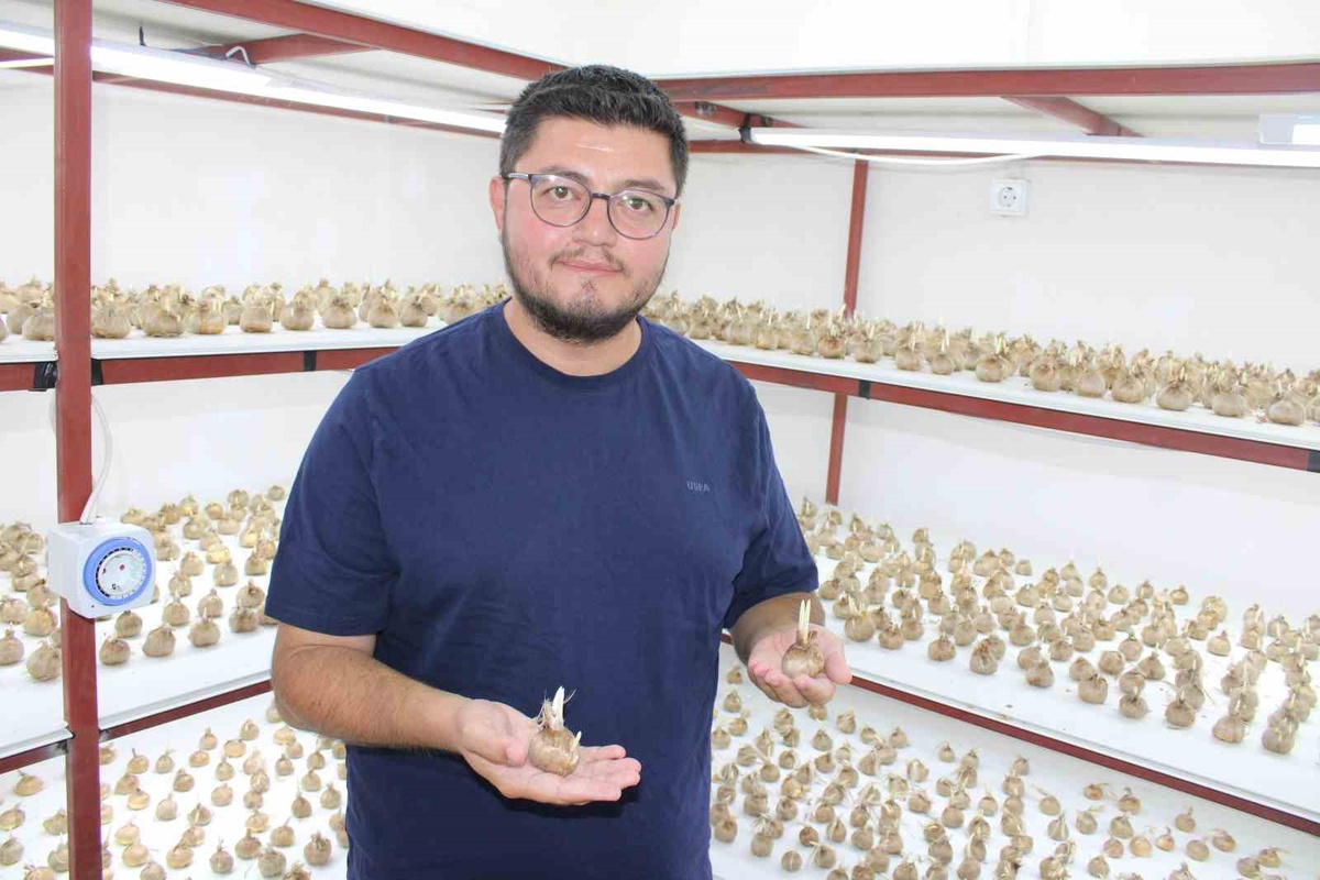 Kayserili girişimci kapalı alanda safran üretimine başladı