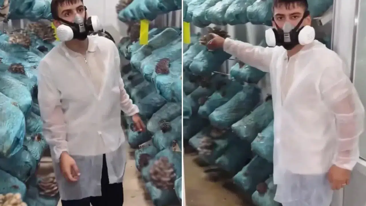 Avukatlığı bırakıp mantar üretimine başlayan girişimci aylık 250 bin TL kazanıyor
