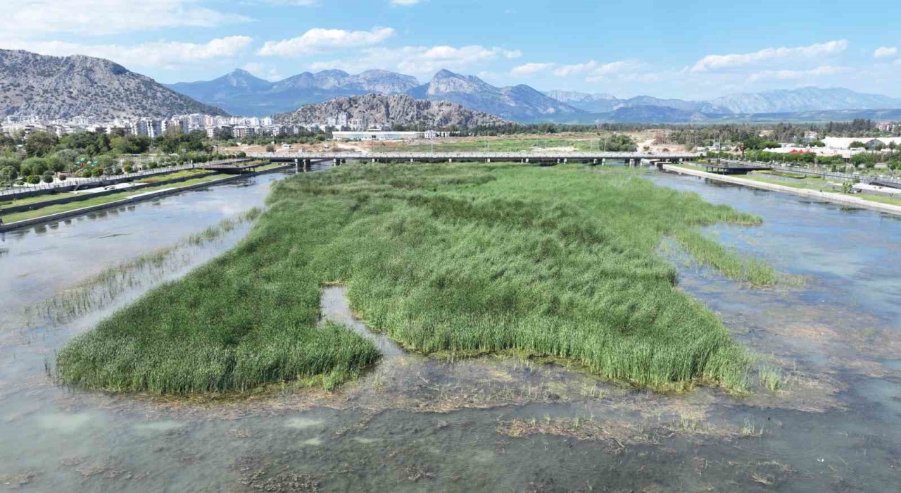 Boğaçayı'nda bu yıl 320 ton sucul ot ve 4 ton fiziksel atık toplandı