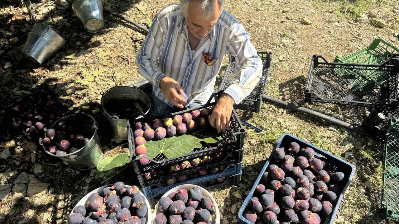 Antalya İbradı'da Bursa siyahı incir hasadı sona erdi