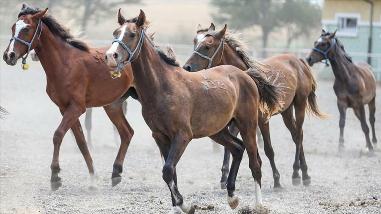 TİGEM 17 safkan Arap koşu tayını elektronik ihale ile satacak