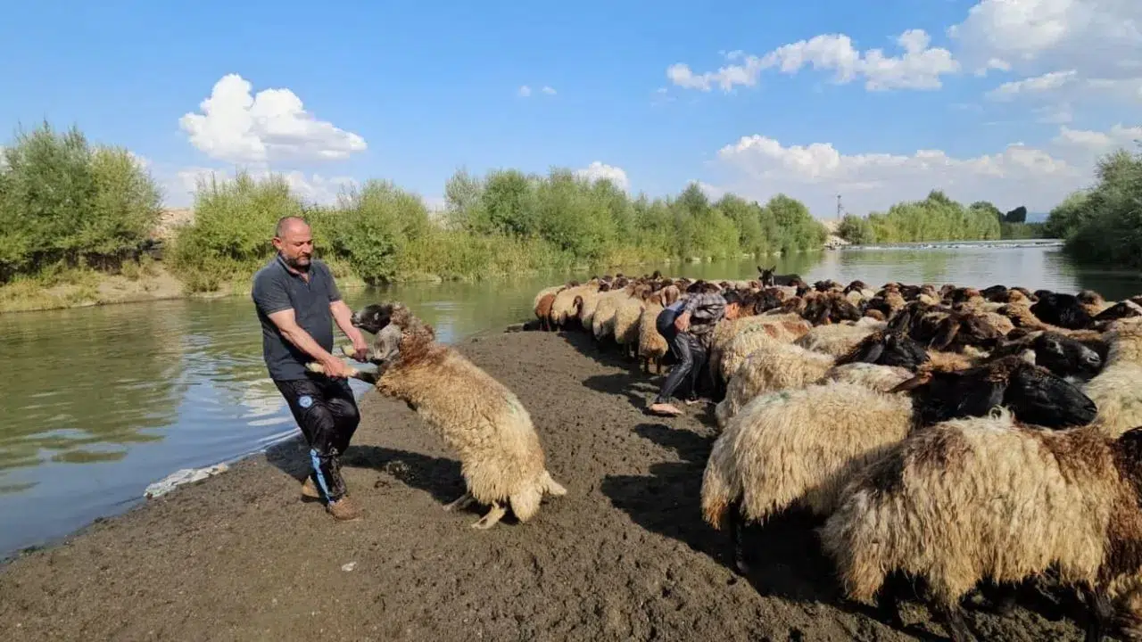 Muş'ta besici Erkan Türe koyunlarını kış öncesi nehirde yıkadı