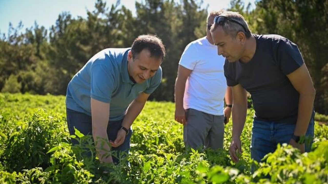 Bornova Belediyesi'nin Dayanışma Tarlası ürünleri halka ulaştırılıyor
