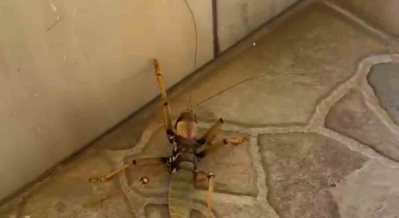 Diyarbakır'da bir kedi dev etçil çekirgeyle oyun oynadı