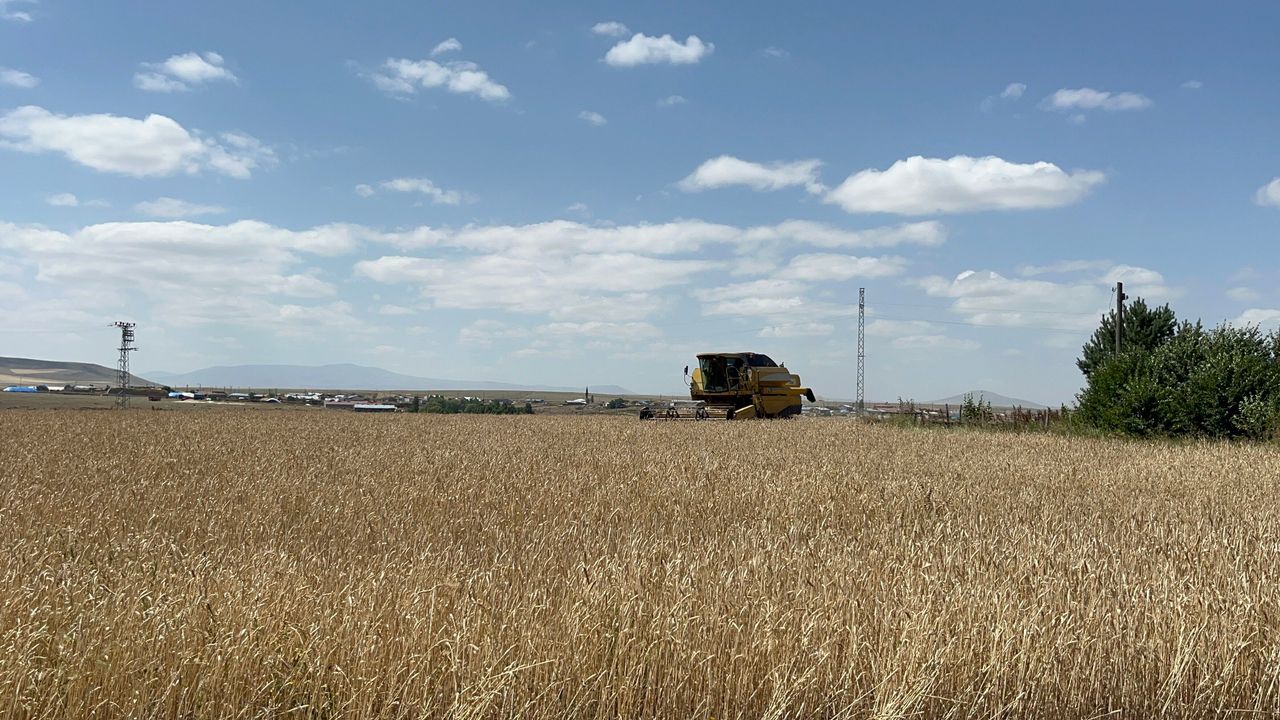 Kars'ta arpa ve yulaf hasadı için çiftçiler yoğun mesaiye başladı