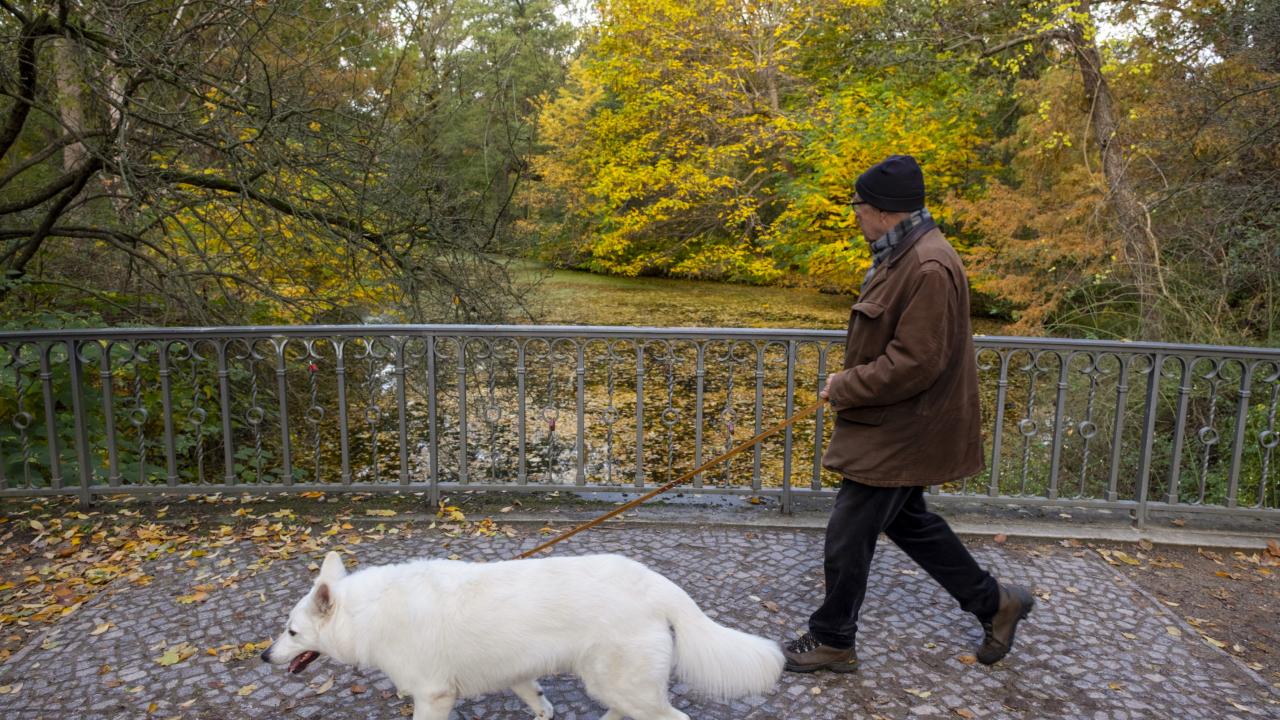 Almanya'da belediyeler 2025 yılında köpeklerden 429,7 milyon avro vergi topladı