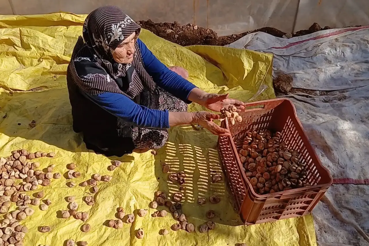 Aydın Karacasu'da incir üreticileri düşük fiyat ve yüksek maliyet nedeniyle zarar etti