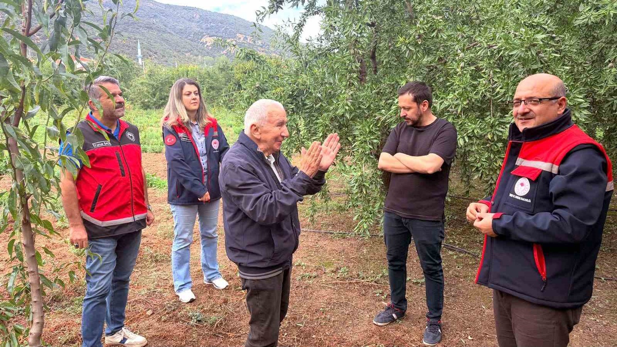 Akşehir'de kiraz üreticileri işçilik ve pazarlama sorunları nedeniyle bademe yöneliyor