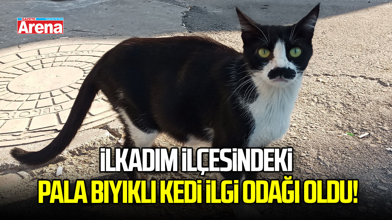 Samsun'da 'pala bıyıklı' sokak kedisi vatandaşların ilgisini çekiyor