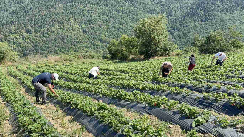 Samsun'da 1000 rakımda kurulan böğürtlen bahçesinden ilk ürünler alındı