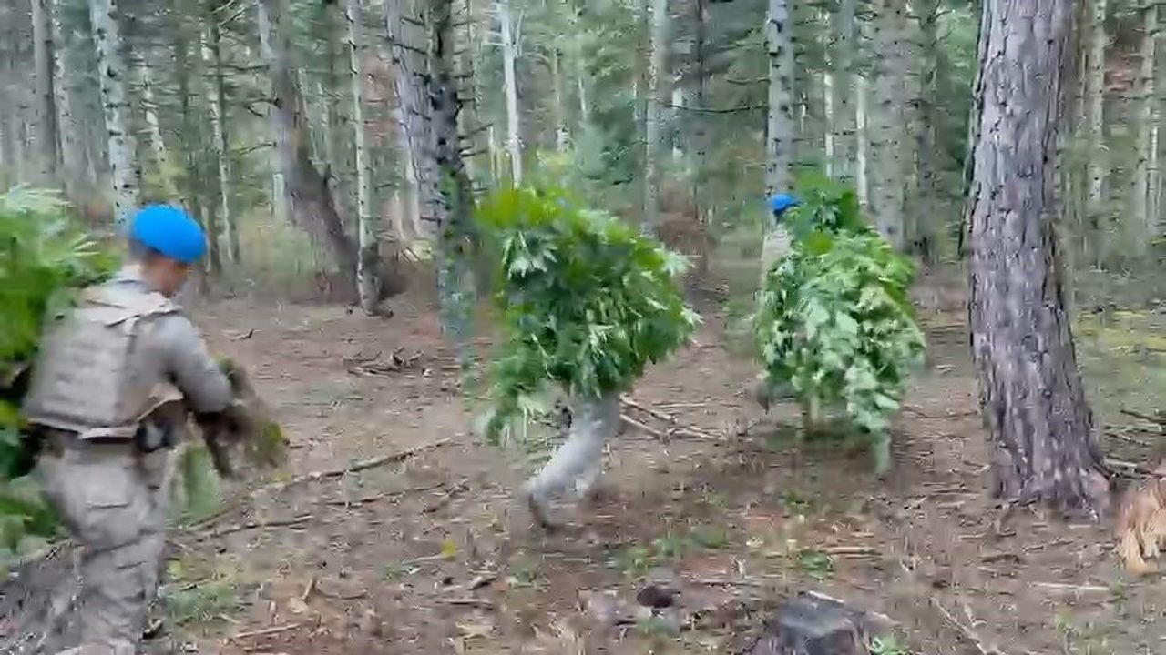 Bolu'da ormanlık alana ekilen 288 kök kenevir ele geçirildi
