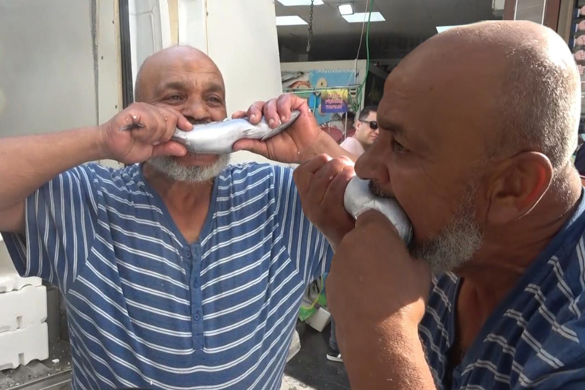 Kilis'te palamut fiyatı kampanya ile 100 liraya geriledi